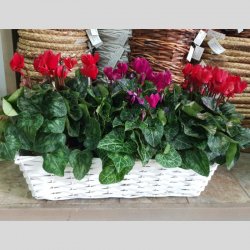 קוקטייל רקפות