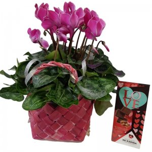 רקפת בסל/קרמיקה